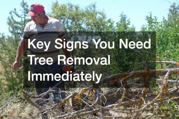 Key Signs You Need Tree Removal Immediately